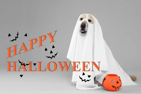 Happy Halloween from Financial Access Network